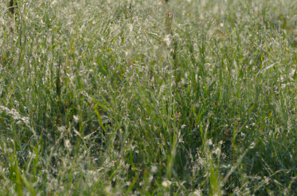 Blumenwiese